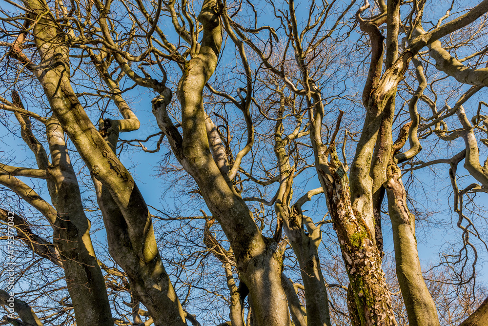 Ein Grupe laubloser Laubbäume im Herbst Ein Grupe laubloser Laubbäume im Herbst