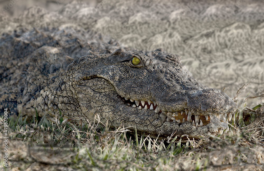 Fototapeta premium Africa, Botswana, Chobe National Park. Close-up montage of crocodile.