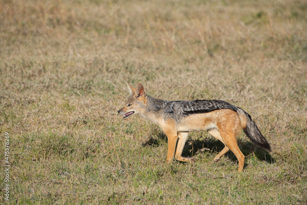 Africa, Kenya, Ol Pejeta Conservancy. Lone adult Black-backed jackal, aka Silver-backed.