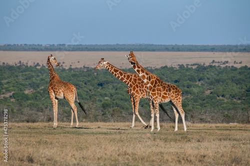Africa, Kenya, Ol Pejeta Conservancy. Reticulated giraffe Endangered species. photo