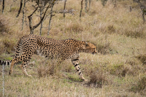 Africa, Kenya, Laikipia Plateau, Ol Pejeta Conservancy. Male Cheetah, endangered species.