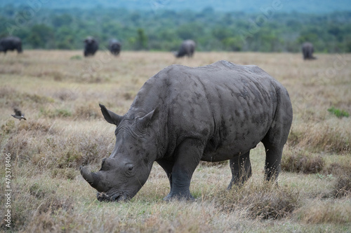 Africa  Kenya  Ol Pejeta. Southern white rhinoceros  Ceratotherium simum simum  near threatened species.