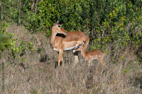 Africa, Kenya, Ol Pejeta Conservancy. Mother Impala with newborn.