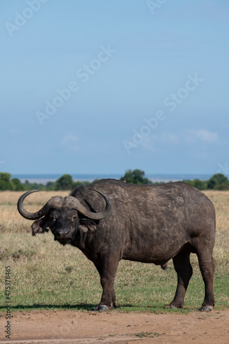 Africa  Kenya  Laikipia Plateau  Ol Pejeta Conservancy. African buffalo aka Cape buffalo
