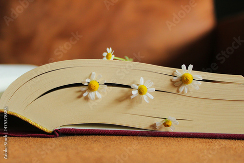 Flowers blooming between pages photo