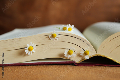 Flowers blooming between the pages of a book photo