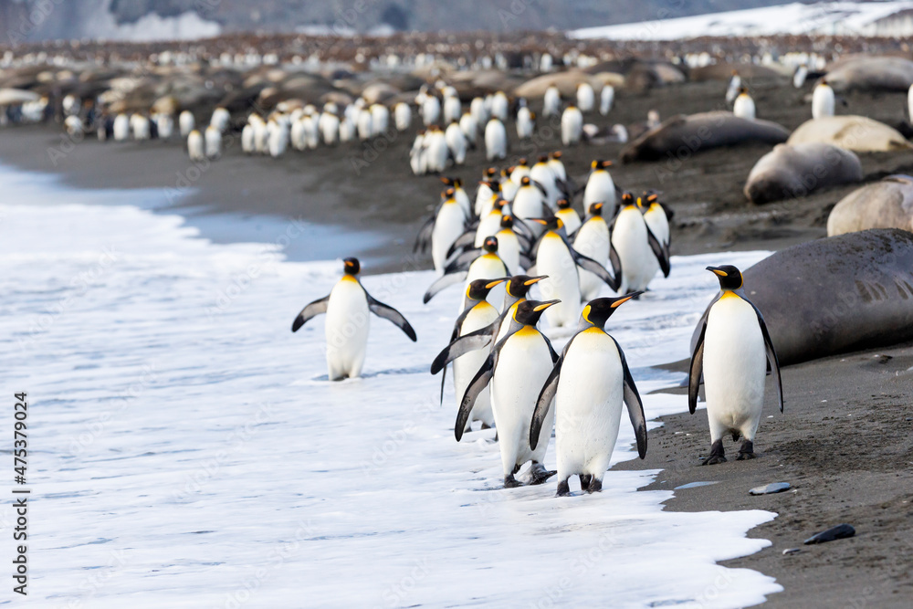 Fototapeta premium Southern Ocean, South Georgia. A large group of king penguins walk at the edge of the water avoiding the elephant seals.
