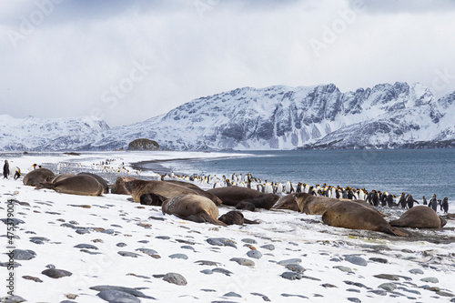 Southern Ocean, South Georgia, Salisbury Plain. A group of elephant seals lounge on the snow covered beach along with groups of penguins.