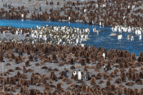 Southern Ocean, South Georgia, St. Andrew's Bay. A large group of adult king penguins stand with their feet in the river while the chicks rest in the colony.