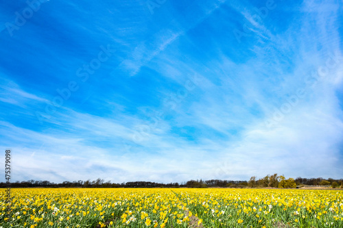 Flower fields in the Bollenstreek, Zuid-Holland Province, The Netherlands photo