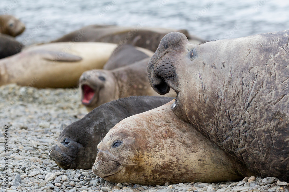 Southern Ocean, South Georgia. A female elephant seal and her pup lie together on the beach while the bull comes over. Southern Ocean, South Georgia. A female elephant seal and her pup lie together on the beach while the bull comes over.