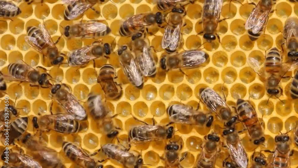 Brought from nectar of flowers into honey bees transform. Brought from nectar of flowers into honey bees transform.