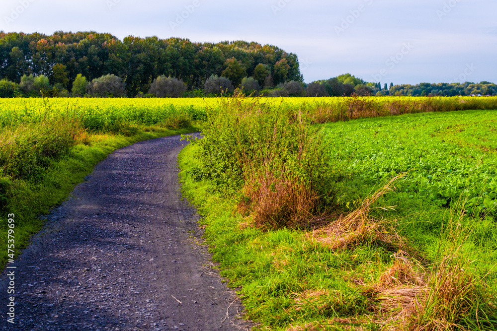 Obraz premium path in the field