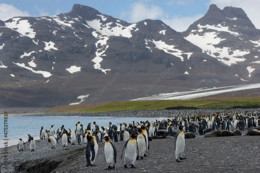 Obraz premium Southern Ocean, South Georgia, St. Andrew's Bay. Mountains rise above St. Andrew's Bay and the penguin rookery.