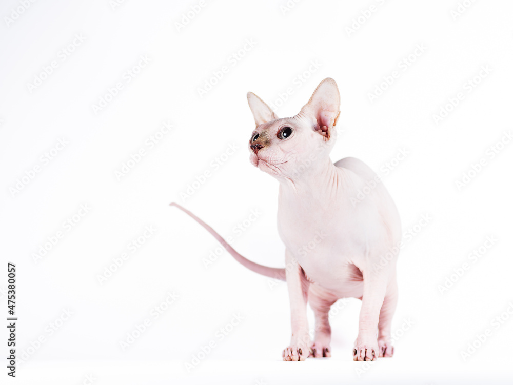 portrait of a silver cat of the Sphynx Brush breed on a white background portrait of a silver cat of the Sphynx Brush breed on a white background