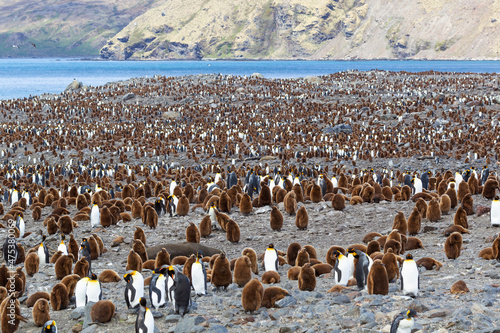 Southern Ocean, South Georgia. An overview of the colony at St. Andrew's bay with fewer penguins than usual.