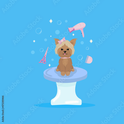 Illustration for a grooming studio, a character - a cute Yorkshire terrier puppy on a blue background sits on a cutting table