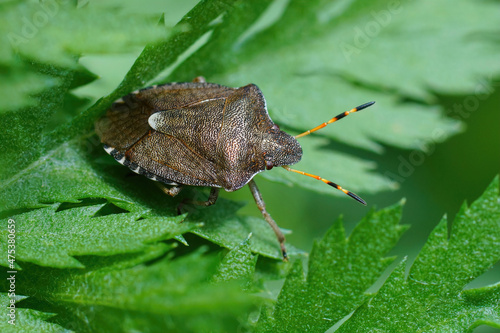 Closeup of the rare Vernal shieldbug, Peribalus strictus hiding photo