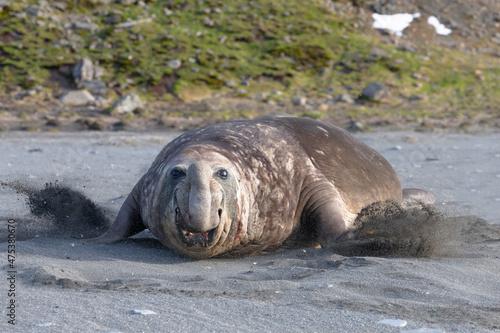 Southern Ocean, South Georgia. A male elephant seal charges some threat to his territory.