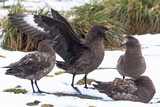 Southern Ocean, South Georgia, brown skua, Catharacta antarctica. A group of brown skuas have an altercation with each other.