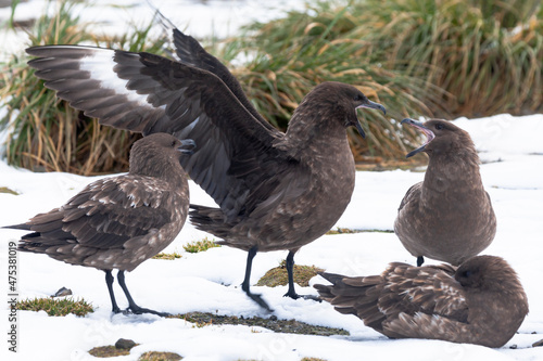 Southern Ocean, South Georgia, brown skua, Catharacta antarctica. A group of brown skuas have an altercation with each other. photo