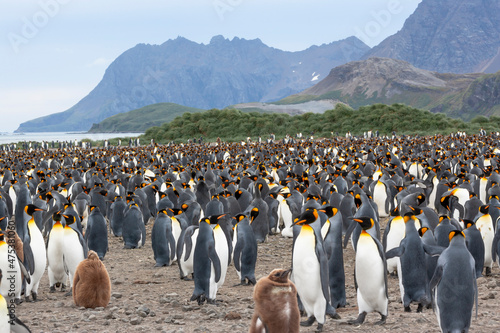 Fotografie, Tablou Southern Ocean, South Georgia, Salisbury Plain, king penguin, Aptenodytes Papagonicus