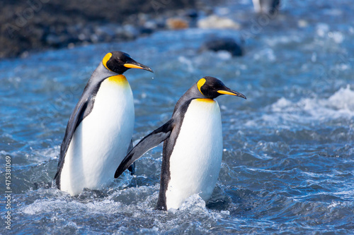 Southern Ocean  South Georgia. Two king penguins walk through a swiftly running river.