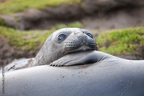 Southern Ocean, South Georgia. A young elephant seal mouths the flipper of another. photo