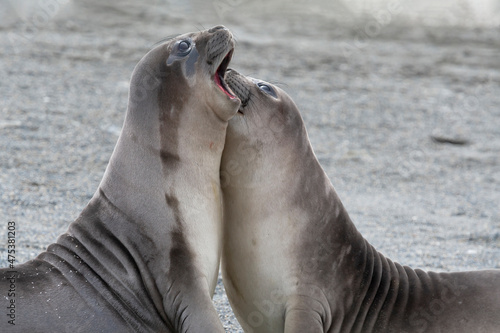 Southern Ocean, South Georgia. Two weaners or elephant seal pups joust in play.