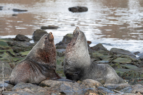 Southern Ocean, South Georgia, Antarctic fur seal. Two male fur seals face off on the rocky shore.