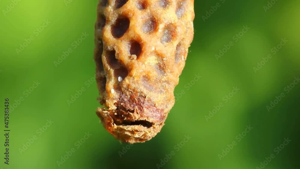 Queen bee opens cocoon to exit it.
Trying to queen bees to get out of the cocoon.
Queen bee opens cocoon to exit it.
Trying to queen bees to get out of the cocoon.