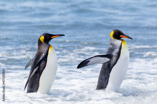 Southern Ocean, South Georgia. Two penguins come out of the water to the beach.