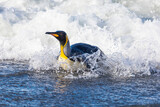 Southern Ocean, South Georgia. A king penguin surfs the waves to the shore.