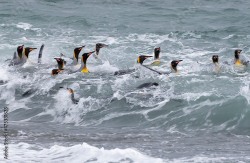 Southern Ocean  South Georgia. A group of king penguins bathe in the surf.