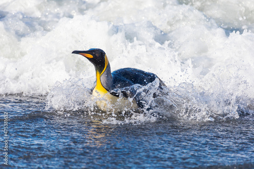 Southern Ocean  South Georgia. A king penguin surfs the waves to the shore.