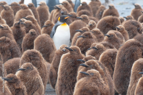 Southern Ocean, South Georgia. King penguin chicks stand crowded together in the colony. © Danita Delimont