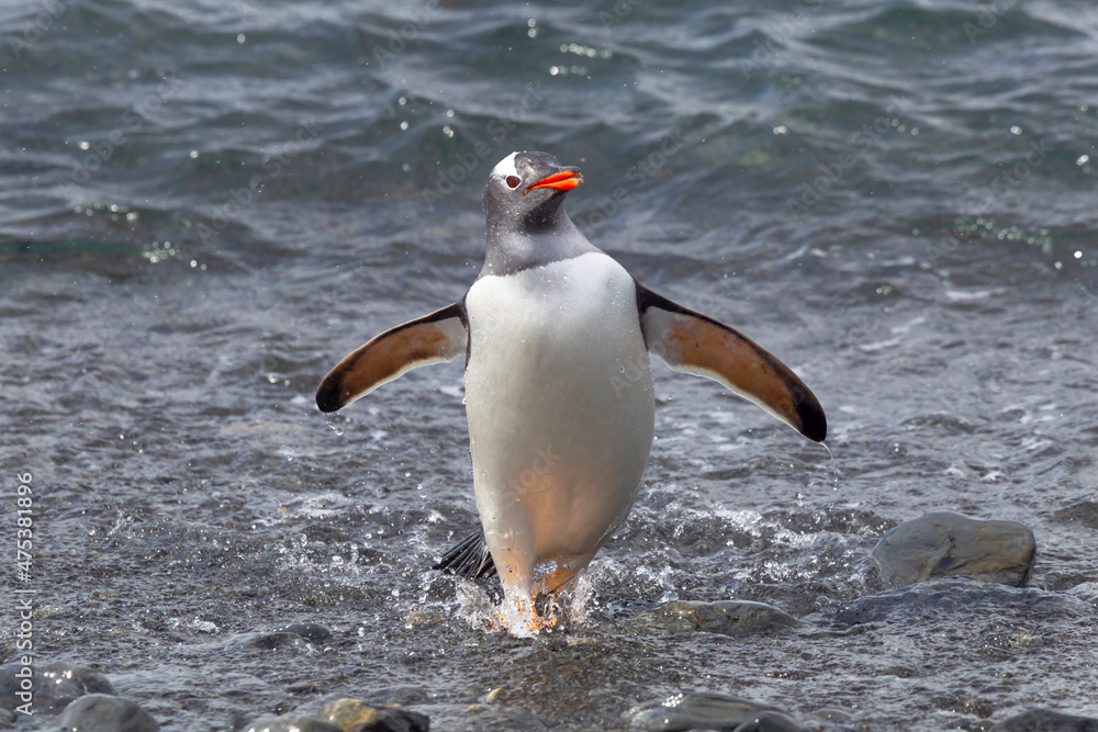 Fototapeta premium Southern Ocean, South Georgia, gentoo penguin. A gentoo penguin emerges from the ocean.
