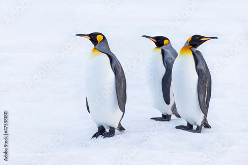 Southern Ocean  South Georgia. Portrait of king penguins in the snow.