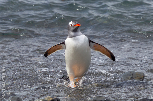 Southern Ocean  South Georgia  gentoo penguin. A gentoo penguin emerges from the ocean.