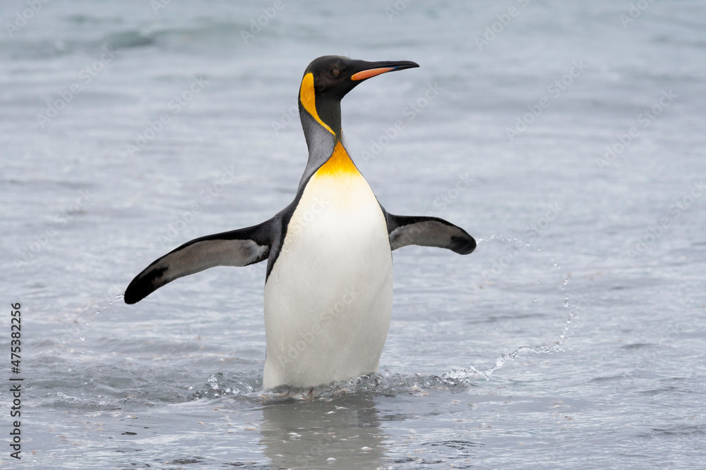 Obraz premium Southern Ocean, South Georgia. A king penguin emerges from the ocean.