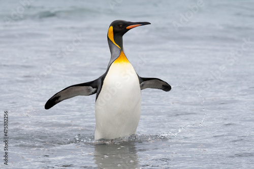 Southern Ocean, South Georgia. A king penguin emerges from the ocean.