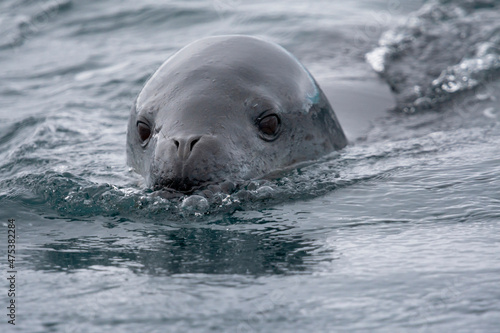 Southern Ocean, South Georgia, leopard seal, Hydrurga leptonyx. Headshot of a leopard seal.