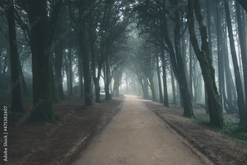 Fototapeta premium Path in a forest covered with mist and surrounded by trees. Beautiful mystical dark Foggy wood