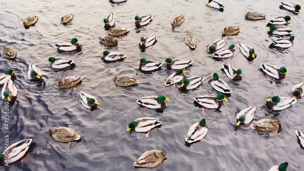 A lot of ducks males with a green head swim in the water on sunset. Ducks on a Lake or River in winter time. Drakes. Feed ducks, feeding of ducks, pink paws