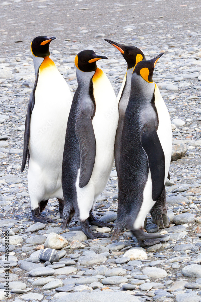 Fototapeta premium Southern Ocean, South Georgia. Four king penguins stand together as a prelude to courting.