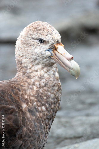 Southern Ocean, South Georgia, southern giant petrel, Macronectes giantess. Headshot of a southern giant petrel with its greenish bill. photo