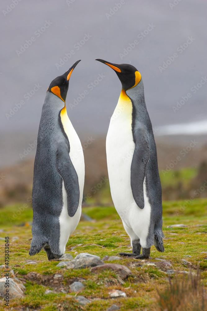 Fototapeta premium Southern Ocean, South Georgia. Two adults display courting behavior.