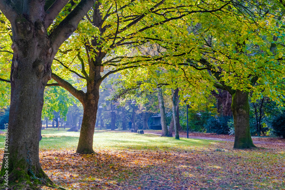 autumn in the park autumn in the park