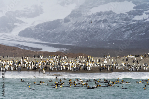 King penguins on the beach, St. Andrews Bay, South Georgia, Antarctica