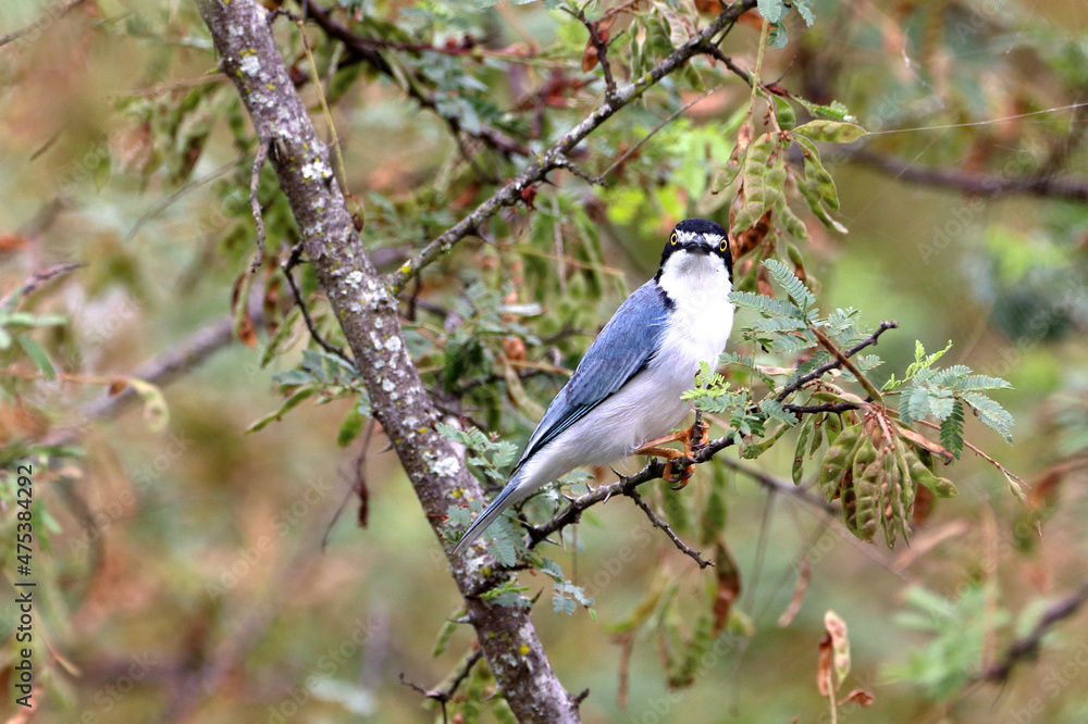male of Hooded Tanager (Nemosia pileata) perched among branches in northeastern Brazil. Conceição do Coité, Bahia, Brazil male of Hooded Tanager (Nemosia pileata) perched among branches in northeastern Brazil. Conceição do Coité, Bahia, Brazil
